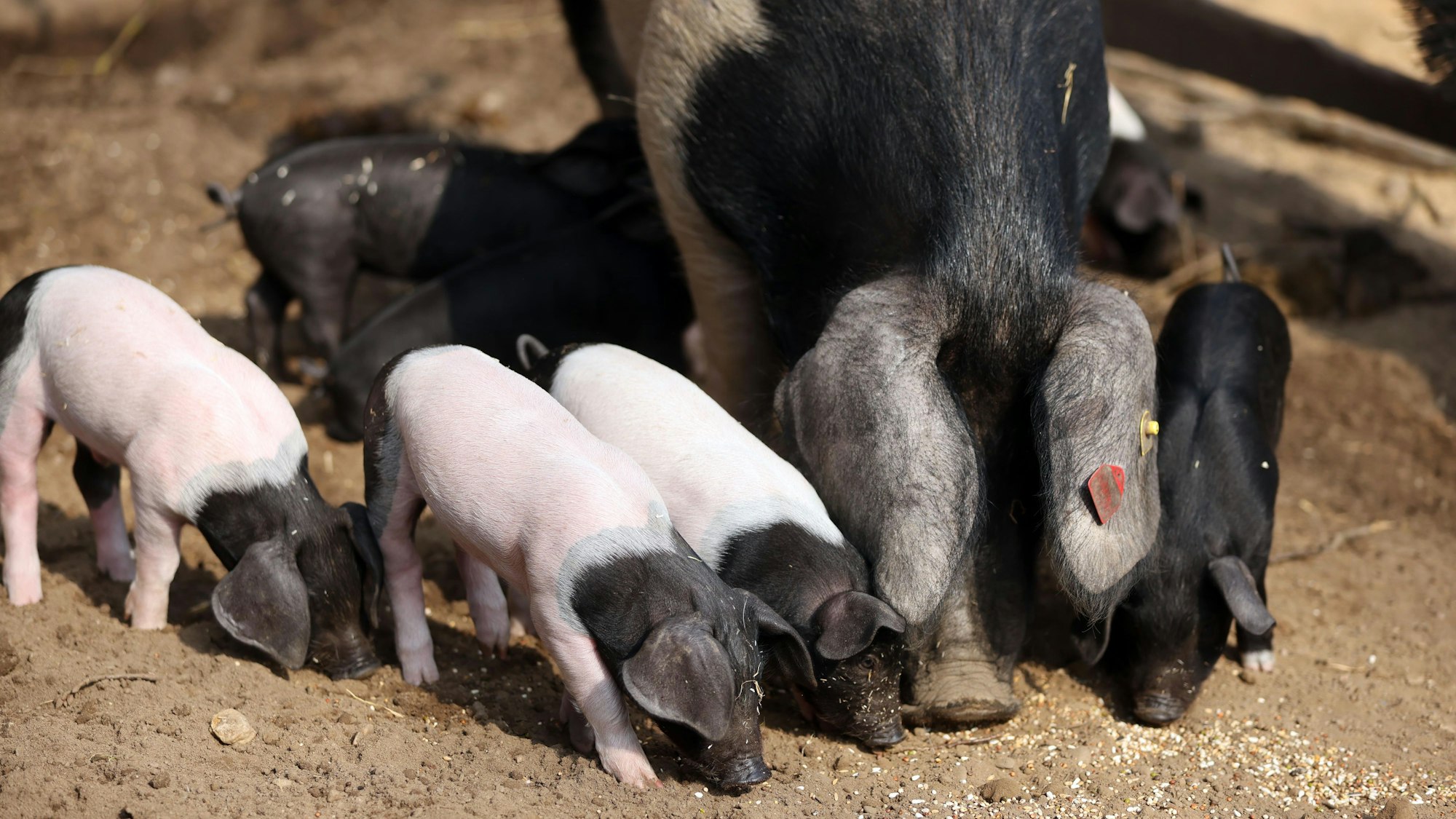 An der Seite ihrer Mutter tollen die Ferkel durch ihr Gehege im Clemenshof.