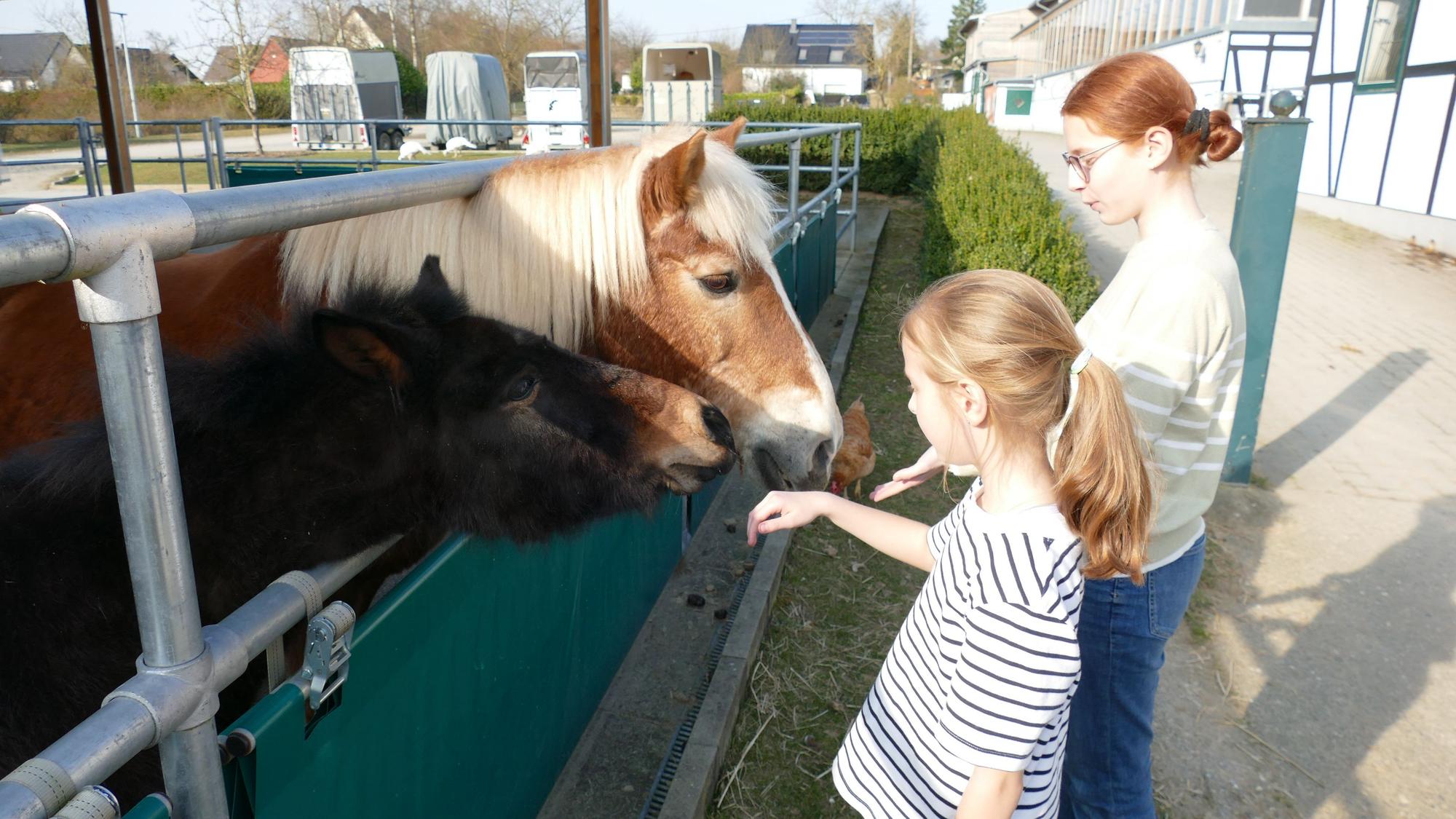Zwei Mädchen stehen an einem Stallzaun und streicheln ein Pferd und ein Muli.