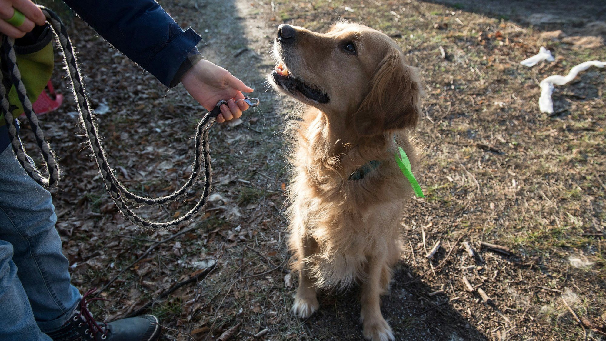 Ein Hund wird angeleint.