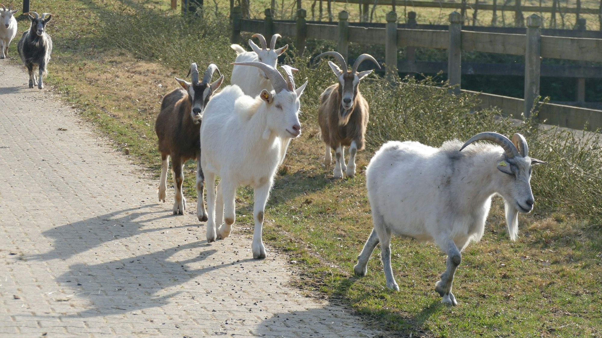 Das Besondere an dem Hof der Tara Tierhilfe ist, dass die meisten Tiere frei herumlaufen: wie diese braunen und weißen Ziegen.