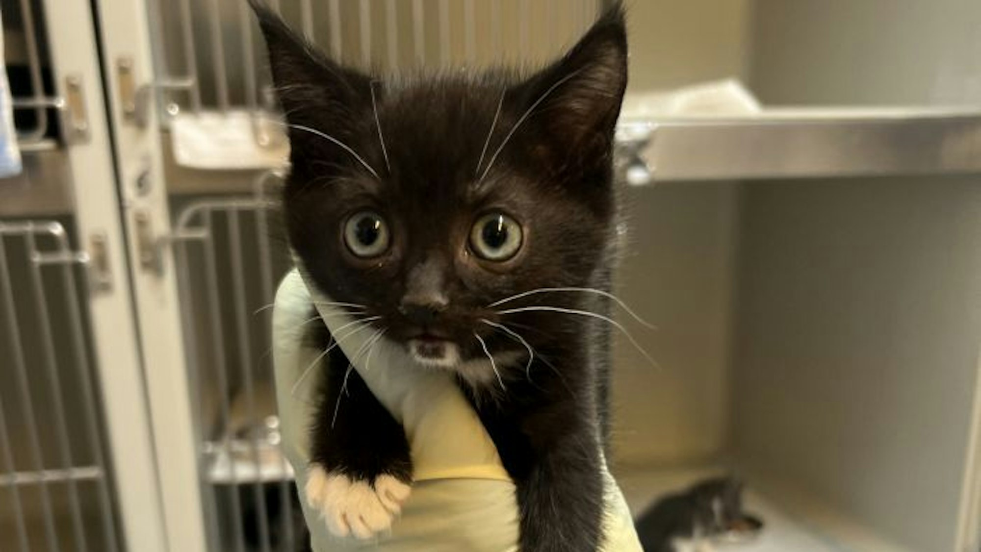 Eine schwarzes Katzenbaby