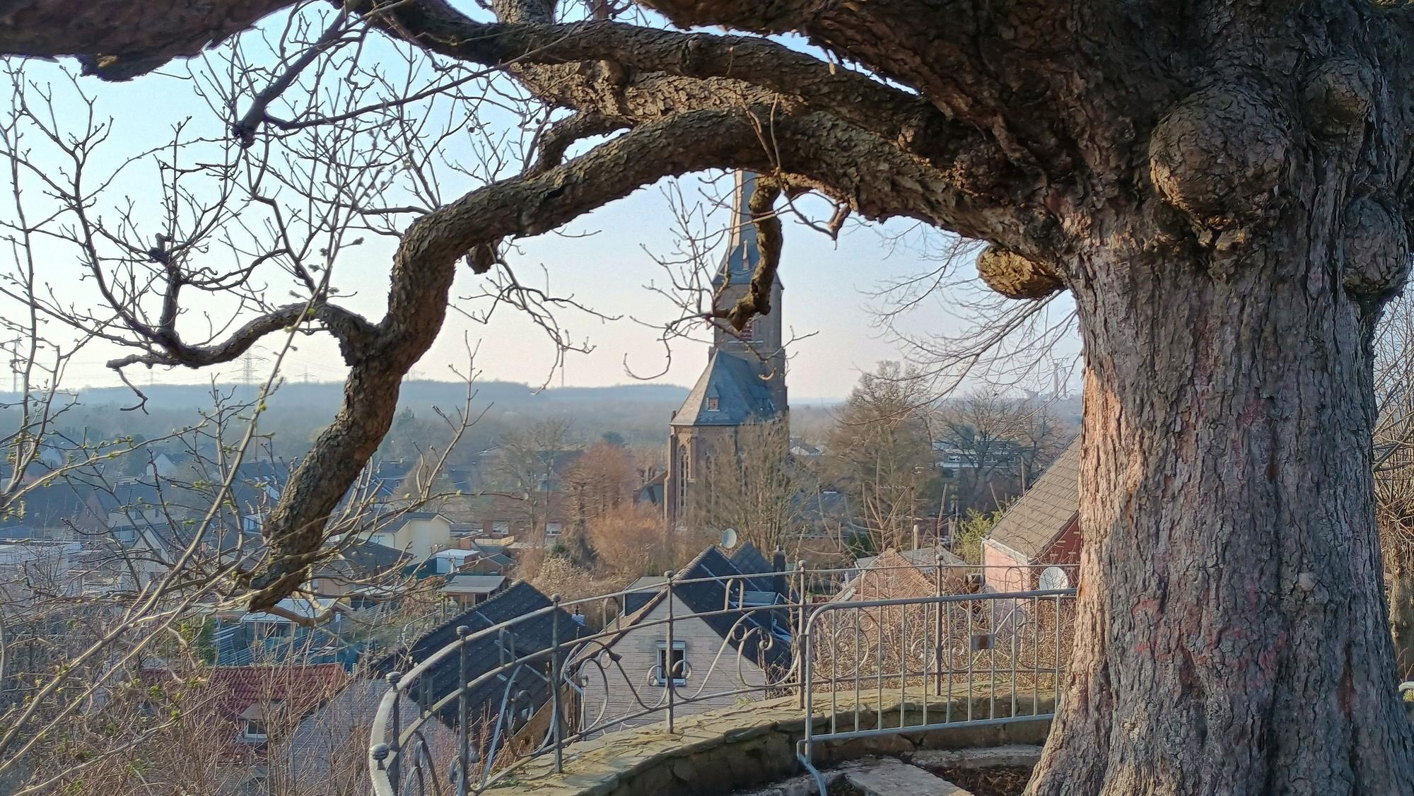 Zu sehen ist der Baum und dahinter die Aussicht auf Oberaußem.