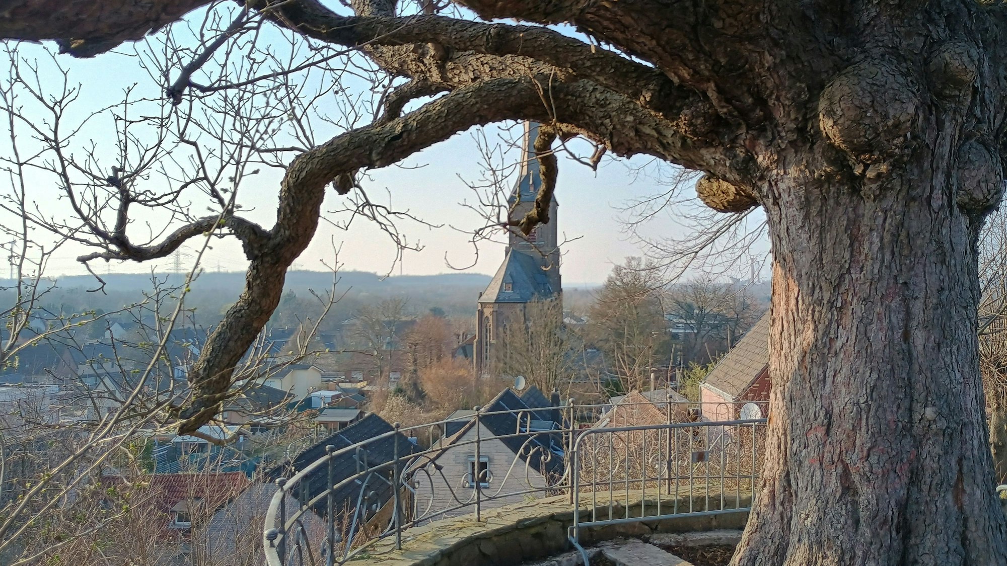 Zu sehen ist der Baum und dahinter die Aussicht auf Oberaußem.
