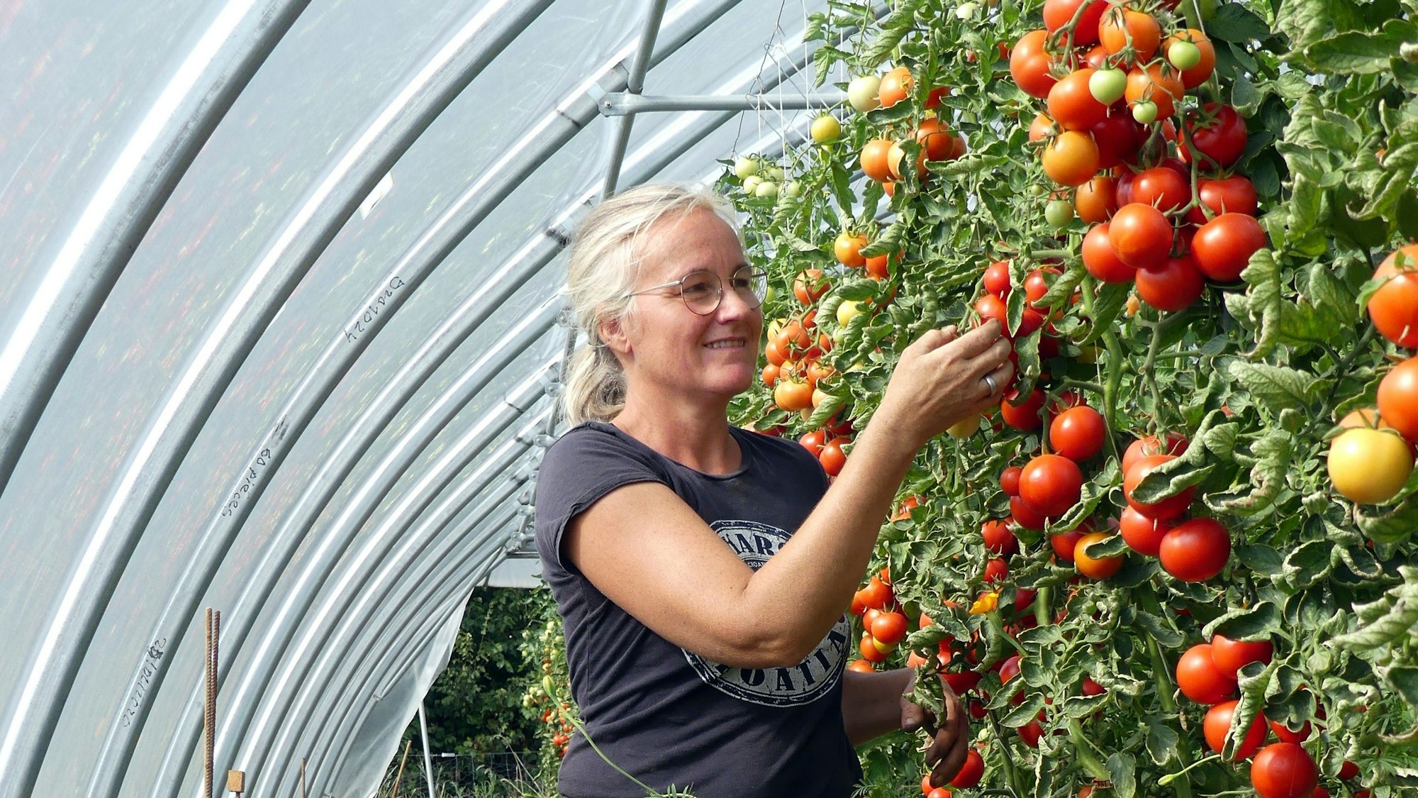 Das Foto zeigt die Unternehmensgründerin in einem Gewächshaus bei der Ernte von Tomaten.