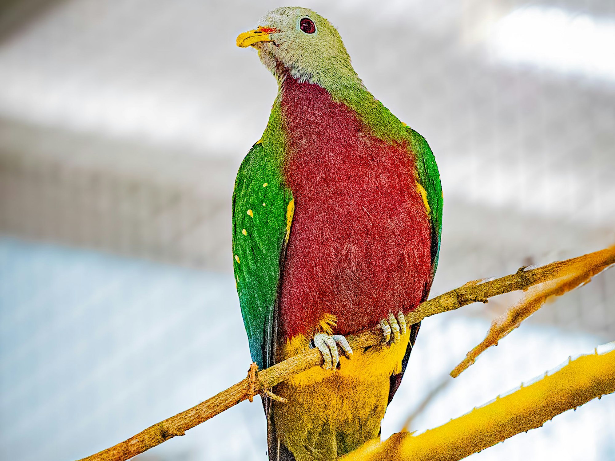 Fruchttauben wie diese Purpurbrustfruchttaube sind bunt, ganz anders als ihre heimischen Artgenossen.