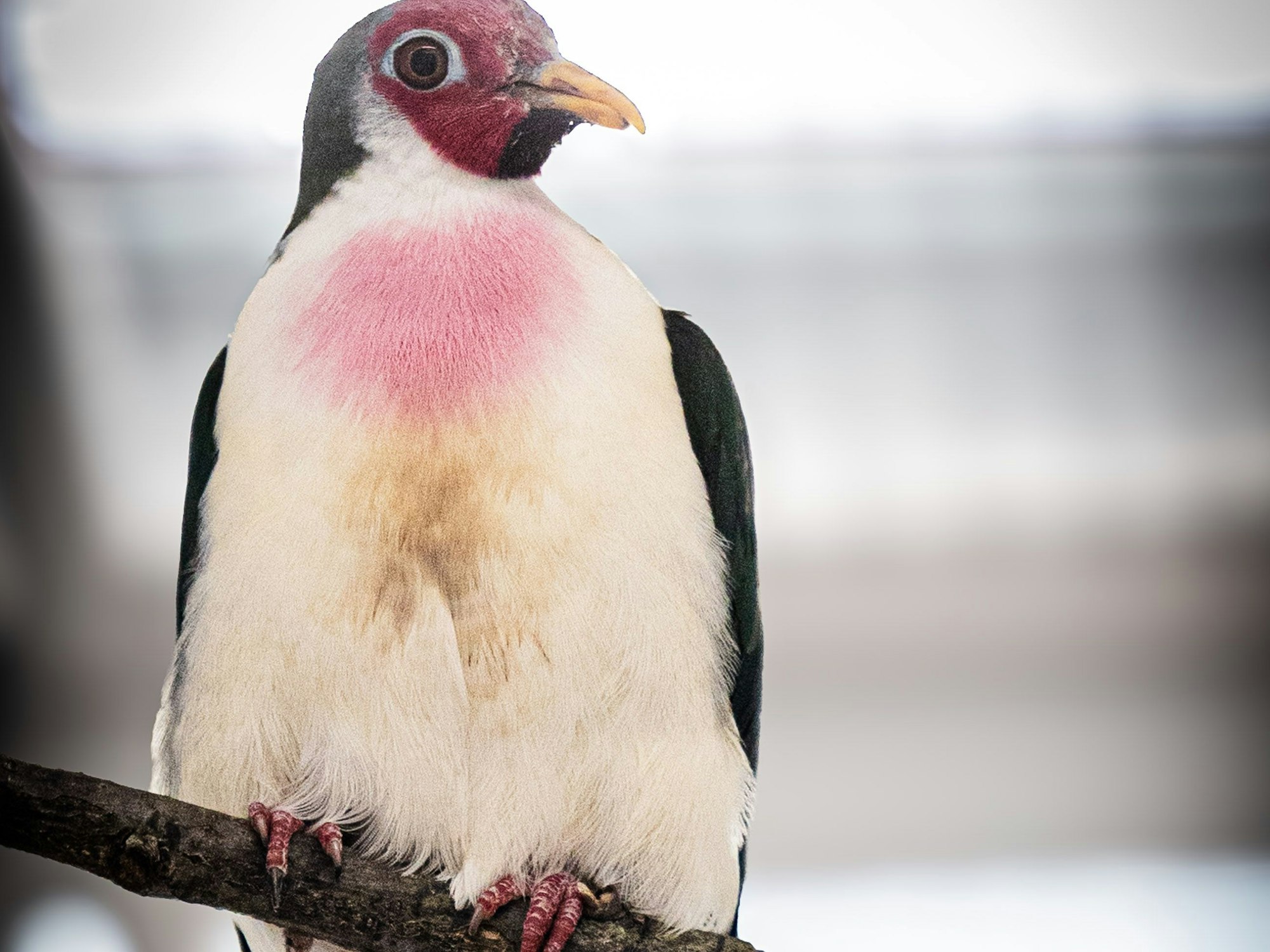 Die Jambu Fruchttaube ist eine von vielen bedrohten Arten in der Station.
