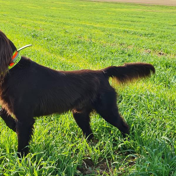Jagdhund Nanuk vom Veybach im Einsatz.