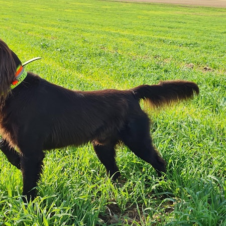 Jagdhund Nanuk vom Veybach im Einsatz.
