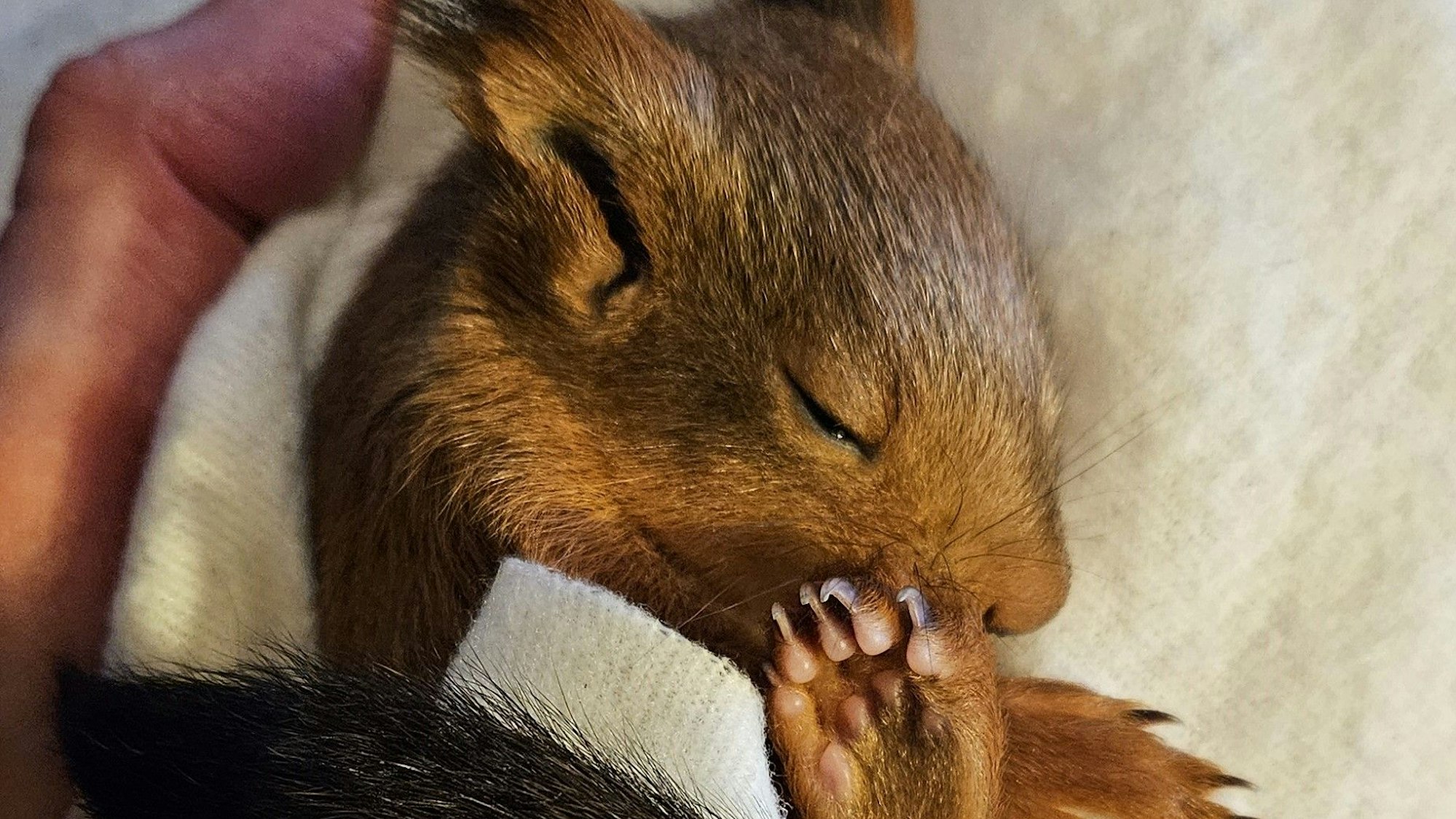 Die Tierschützer wärmen das junge Eichhörnchen mit einer Decke.