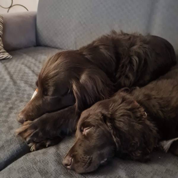 Nanuk vom Veybach liegend schlafend auf der Couch.