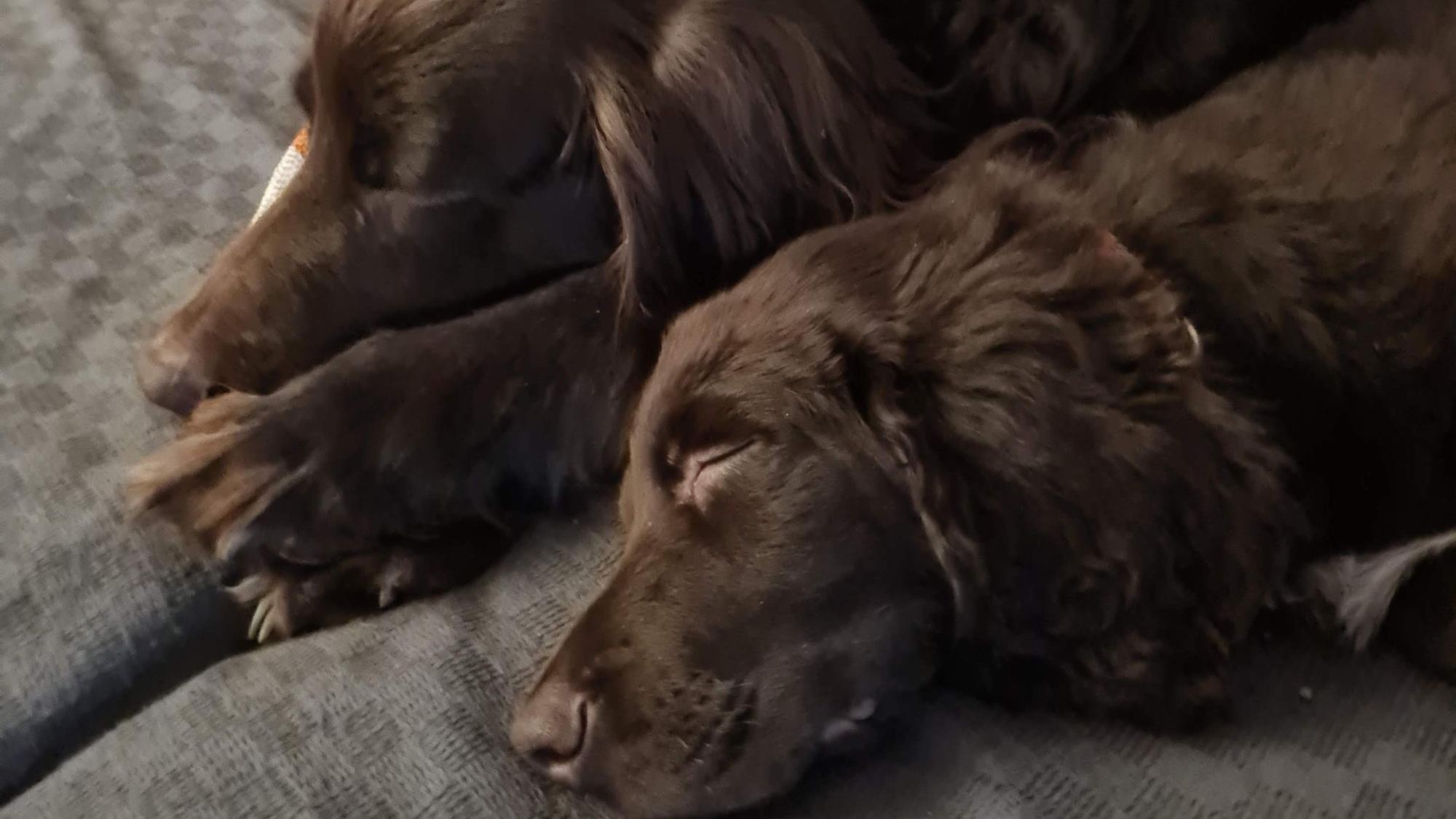 Nanuk und sein Sohn liegen schlafend auf der Couch.