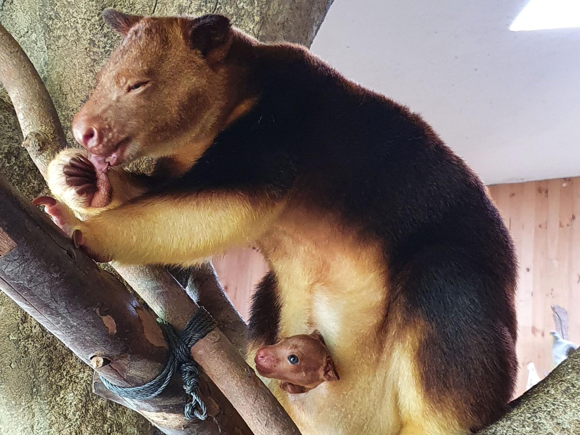 Goodfellow-Baumkängurus gibt es demnächst im Zoo zu sehen.
