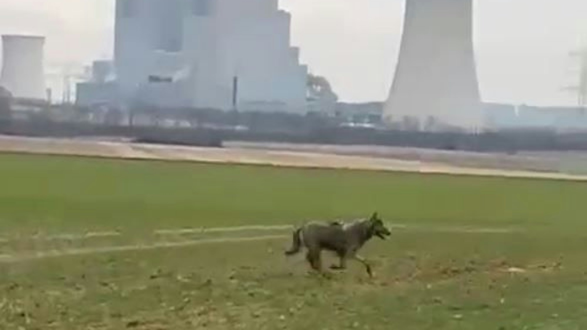 Das Foto zeigt einen mutmaßlichen Wolf, der über eine Wiese rennt.