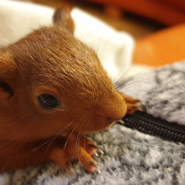 Ein junges Eichhörnchen ist in eine Decke gewickelt.
