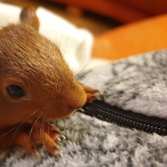 Ein junges Eichhörnchen ist in eine Decke gewickelt.