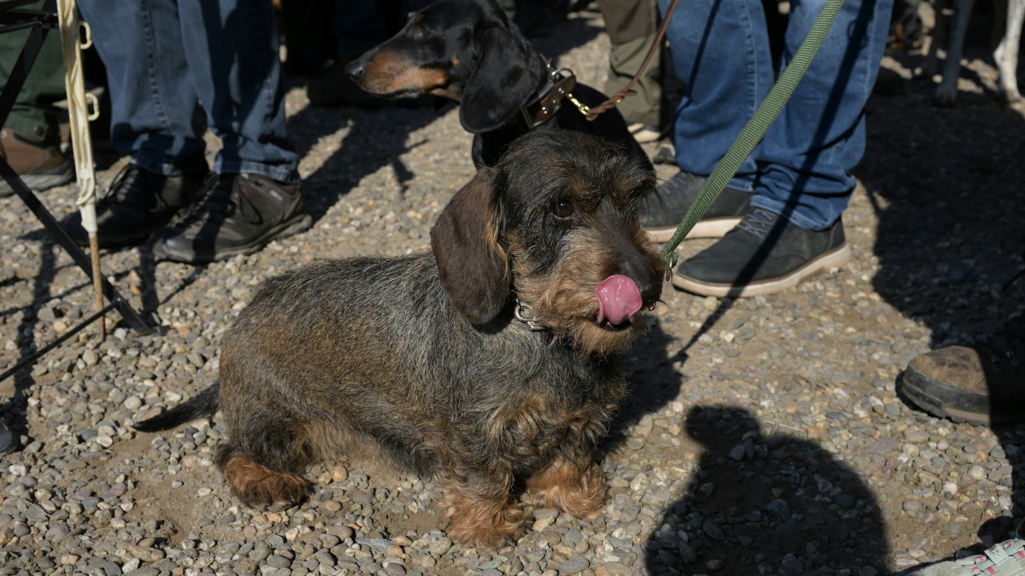 Das Foto zeigt einen Jagdhund beim Aktionstag der Kreisjägerschaft