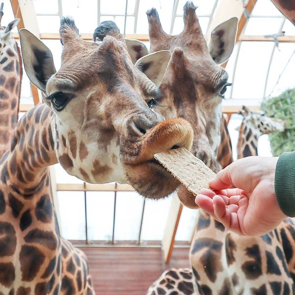 Giraffen füttern wie auf dem Bild im Zoo Leipzig, das wird in der neuen Savannenanlage kontrolliert möglich sein.