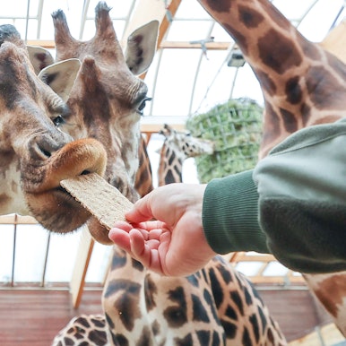Giraffen füttern wie auf dem Bild im Zoo Leipzig, das wird in der neuen Savannenanlage kontrolliert möglich sein.