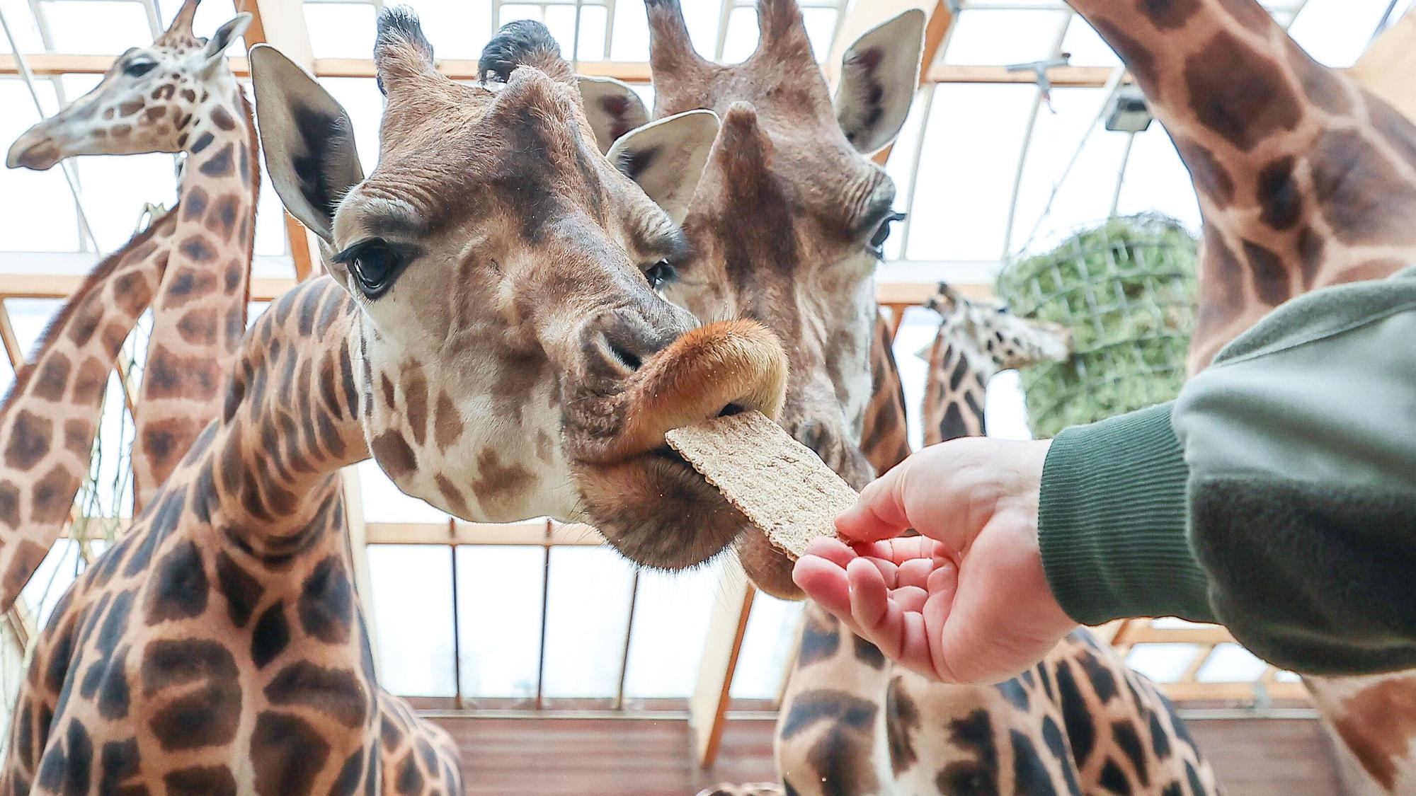 Giraffen füttern wie auf dem Bild im Zoo Leipzig, das wird in der neuen Savannenanlage kontrolliert möglich sein.
