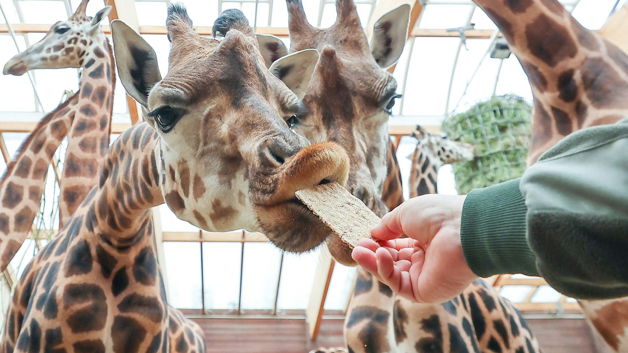 Giraffen füttern wie auf dem Bild im Zoo Leipzig, das wird in der neuen Savannenanlage kontrolliert möglich sein.