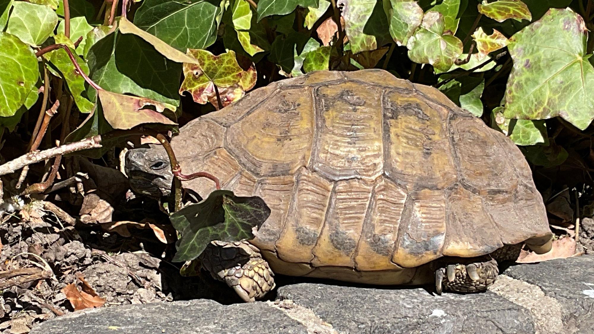 Eine 101 Jahre alte griechische Landschildkröte.