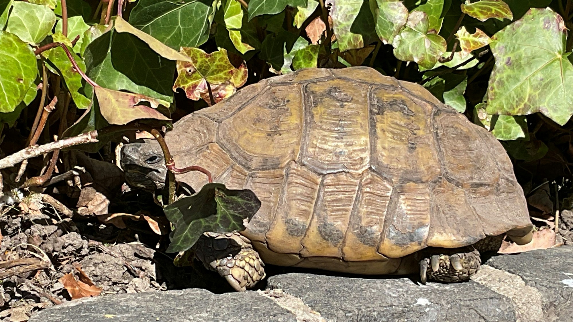 Eine 101 Jahre alte griechische Landschildkröte.