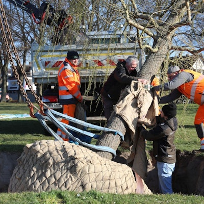 Mehrere Männer wickeln Gurte um einen Baum, damit ein Kran ihn aufrichten kann.