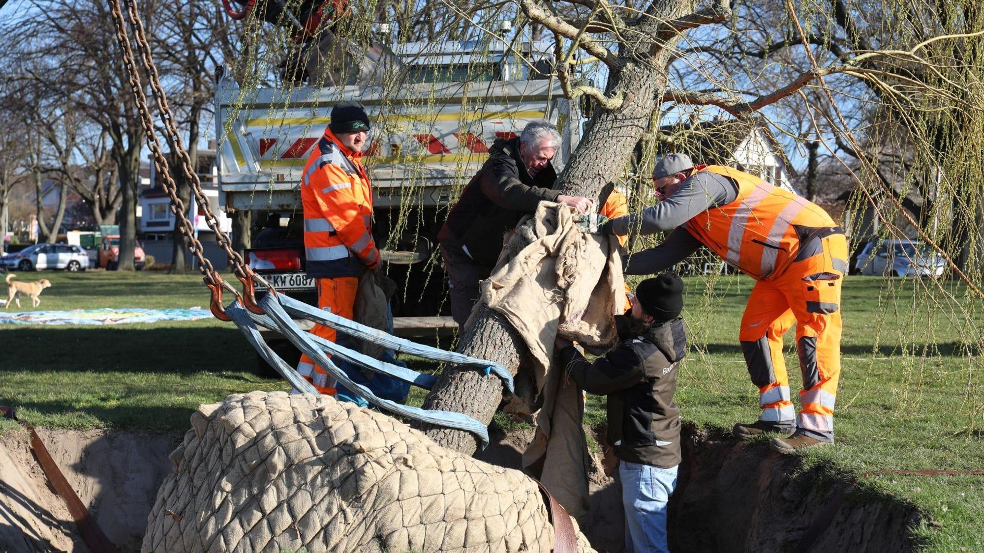 Mehrere Männer wickeln Gurte um einen Baum, damit ein Kran ihn aufrichten kann.
