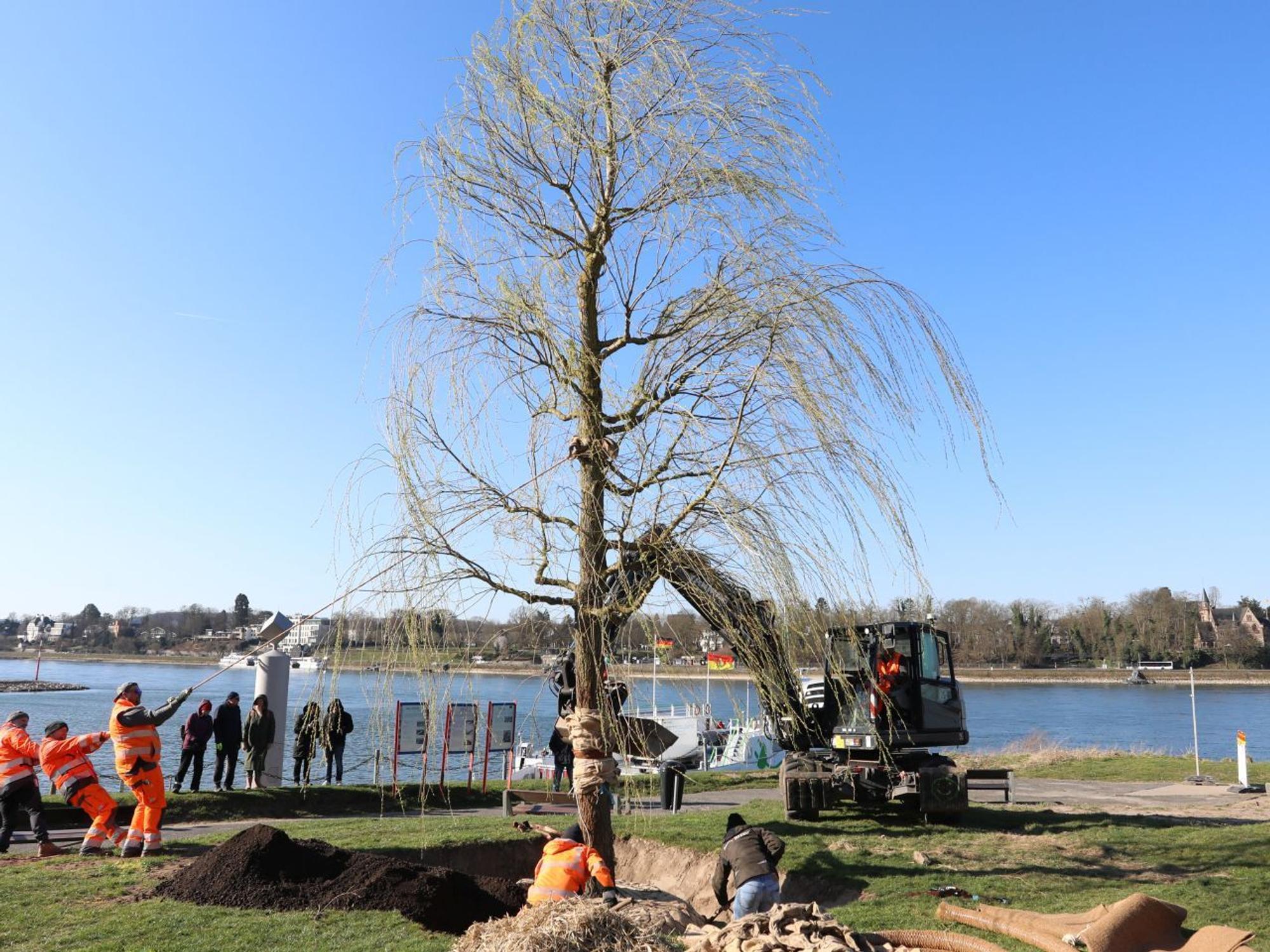 Ein frisch gesetzter Baum, im Hintergrund die Fähre und der Rhein.