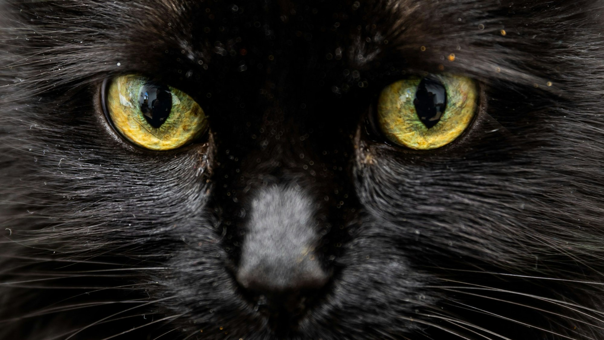 Das Gesicht einer schwarzen Katze.