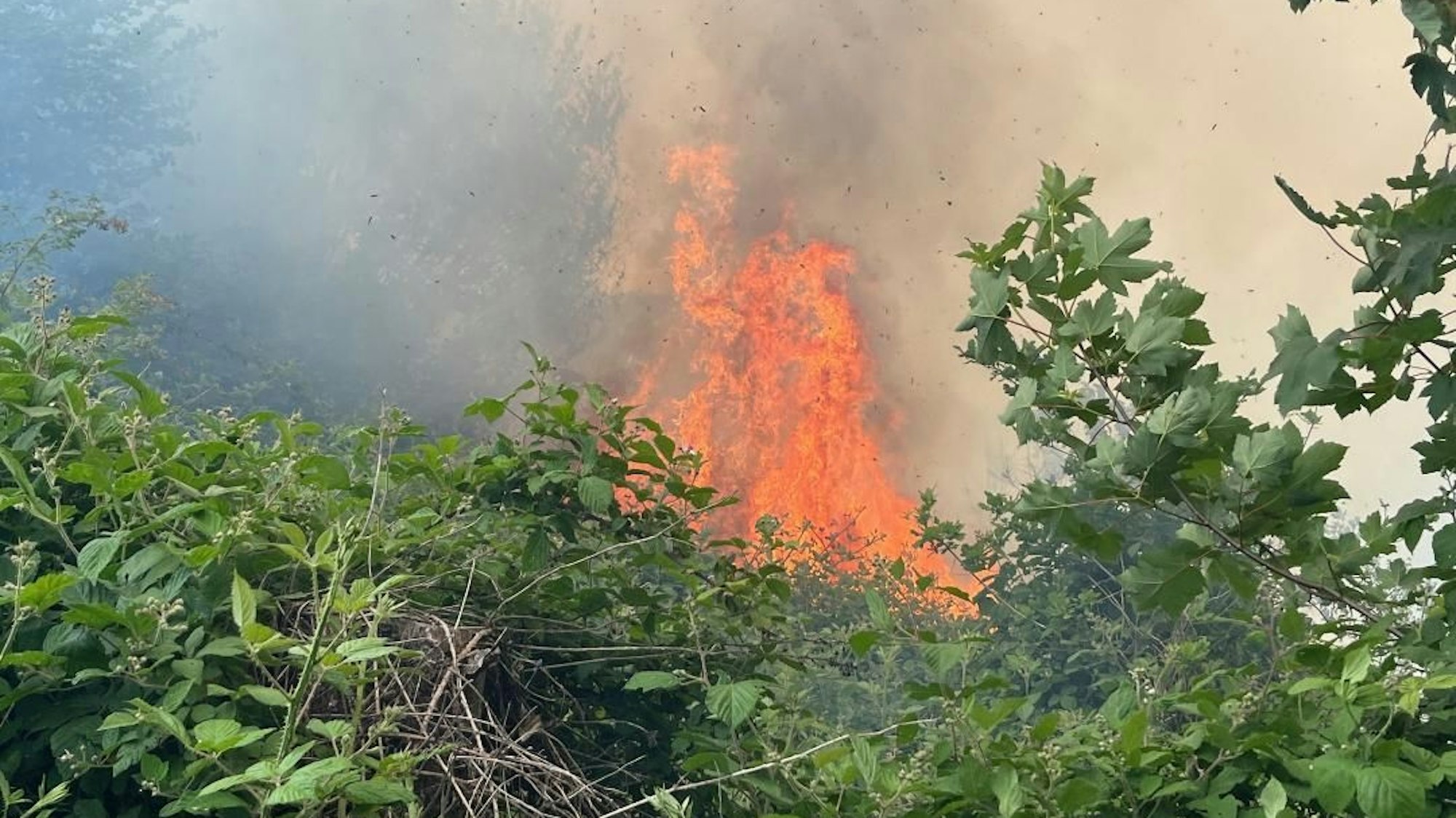 Ein Feuer im Dickicht.