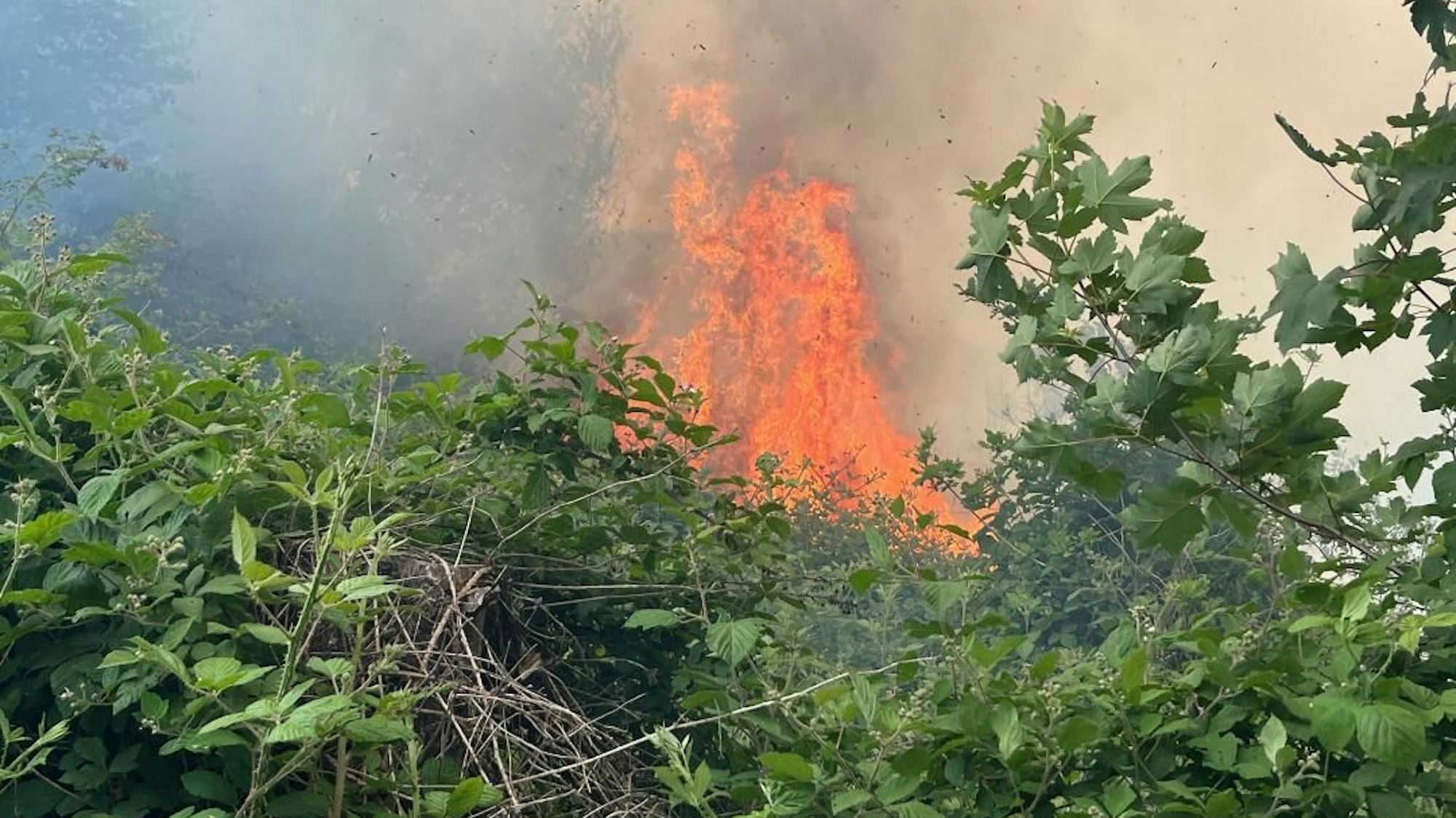 Auch im Rhein-Sieg-Kreis hat der Wald schon gebrannt, wie hier in Eitorf.