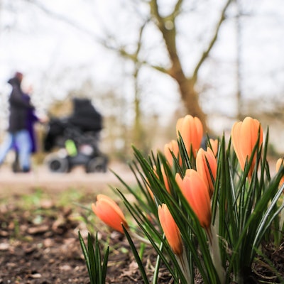 Orange Krokusse blühen am Wegrand, Spaziergänger mit Kinderwagen laufen im Hintergrund daran vorbei.