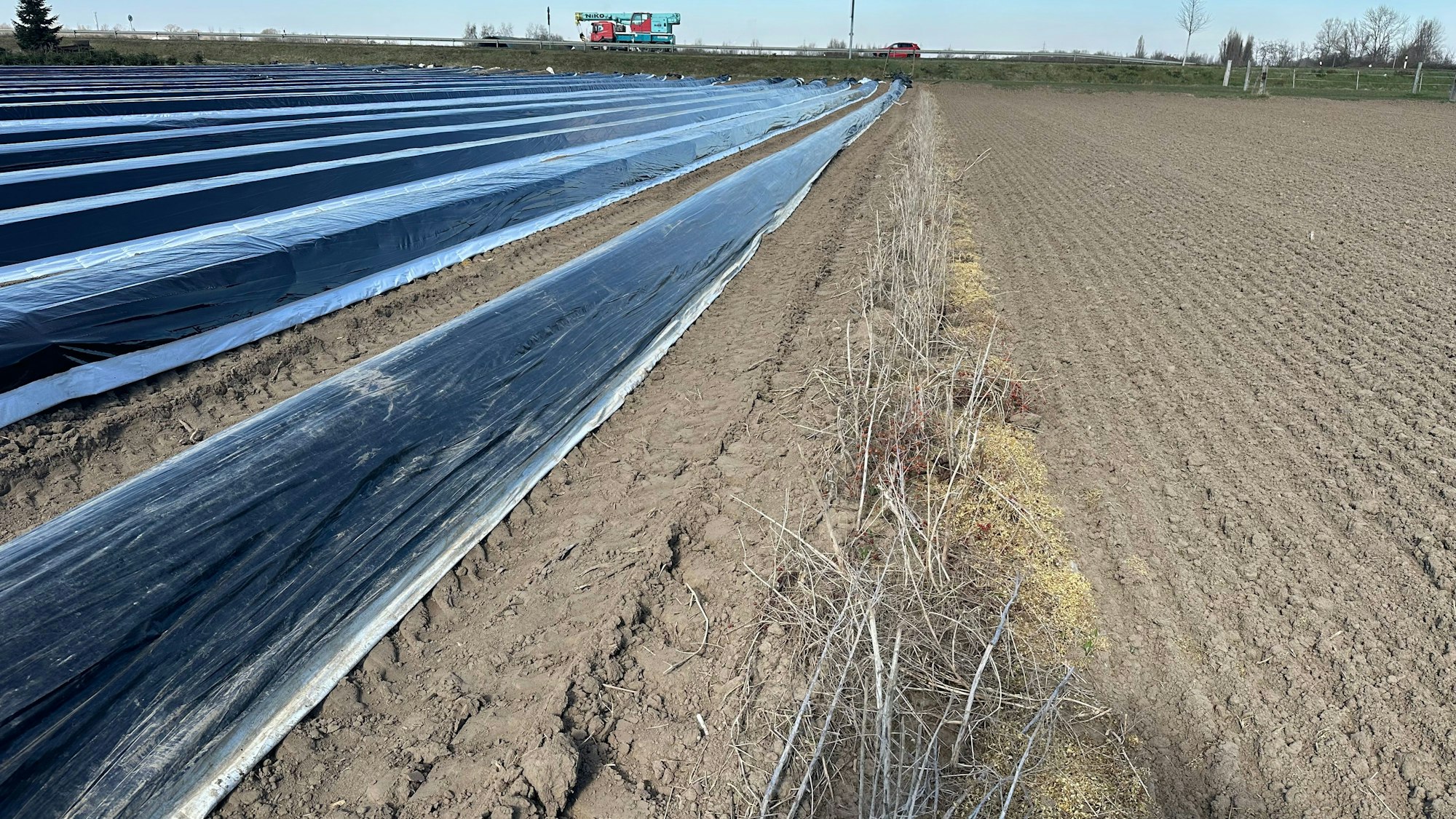 Spargel vom Hof der Familie Fritzen aus Eschmar: links weißer Spargel im Erdwall mit Folie, in der Bildmitte eine Reihe grüner Spargel mit vertrockneten Steilen aus dem vorigen Jahr und rechts ein Feld, vorbereitet für Salat.