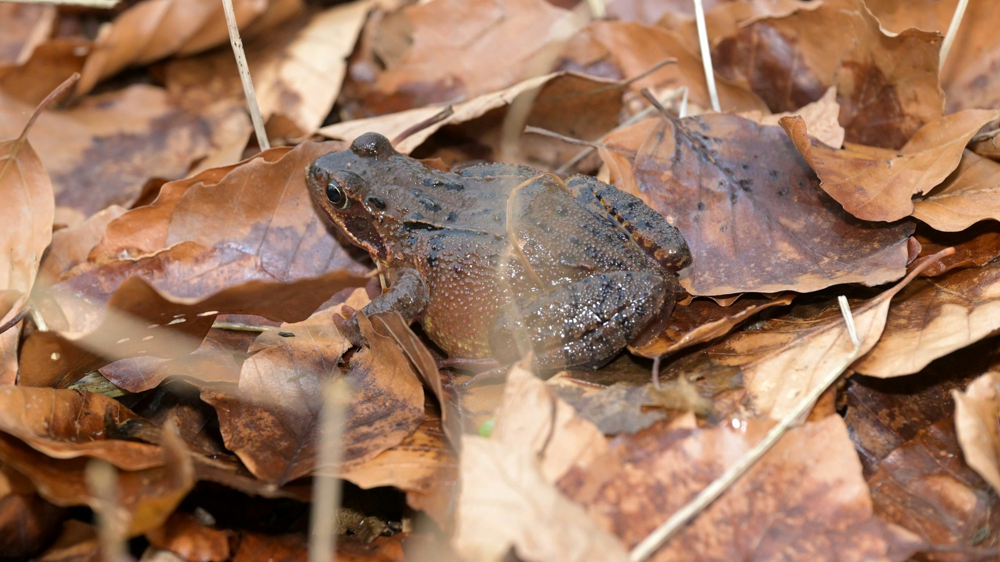 Eine braune Erdkröte sitzt im Laub.