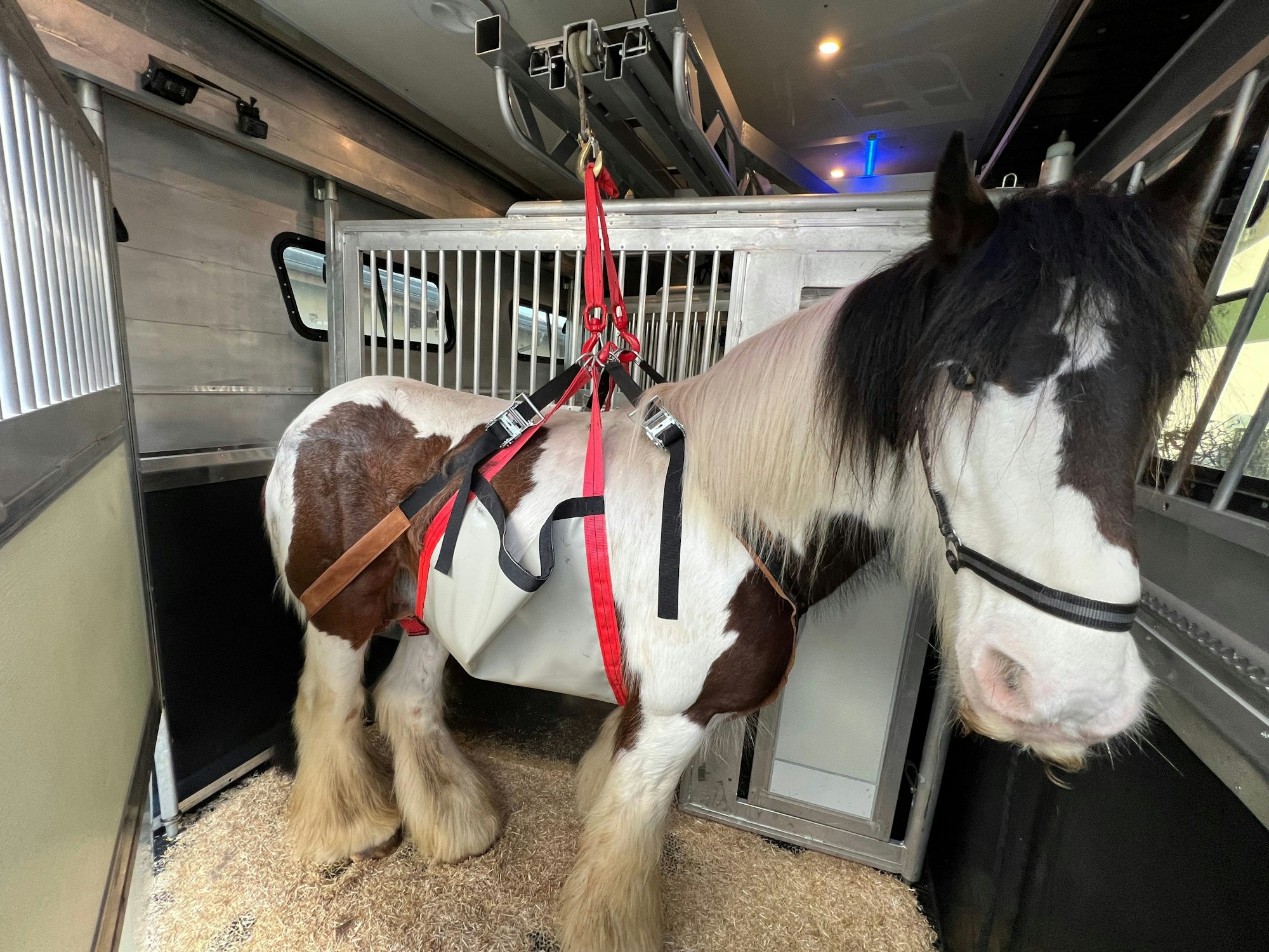 Auf de Bild ist ein Pferd zu sehen, das mit einer Seilwinde in den Ambulanzwagen gehoben wird.
