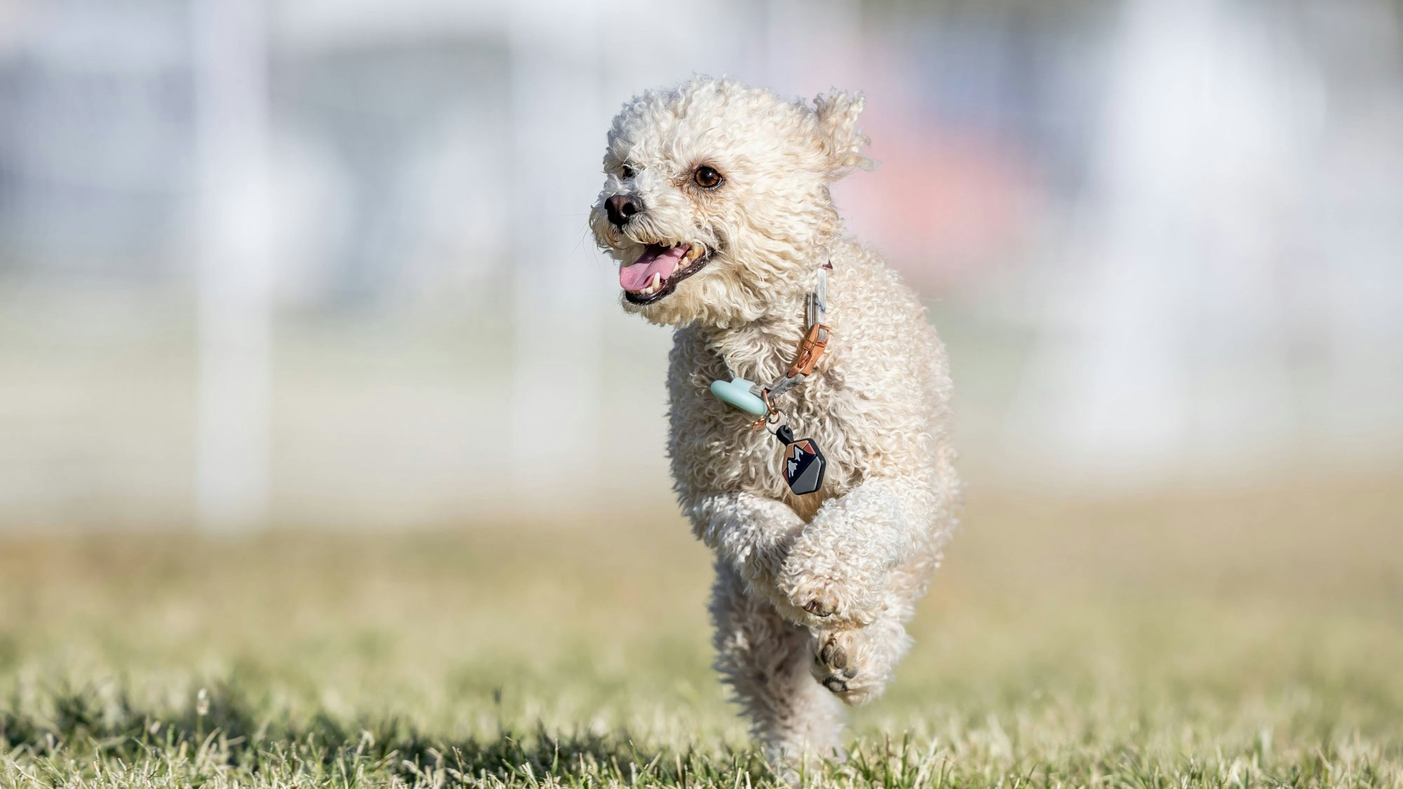 Ein Zwergpudel beim Lauf.