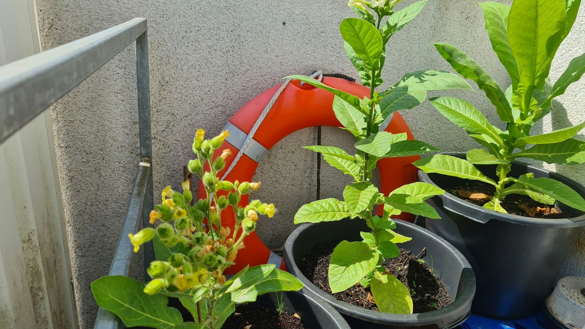Nach dem Kajak-Unfall auf der Erft am Wehr in der Bedburger Innenstadt war die Bestürzung groß. Ein Orthopädie-Schuhmacher hält immer einen Rettungsring bereit. Damit wurde der Lehrer gerettet.