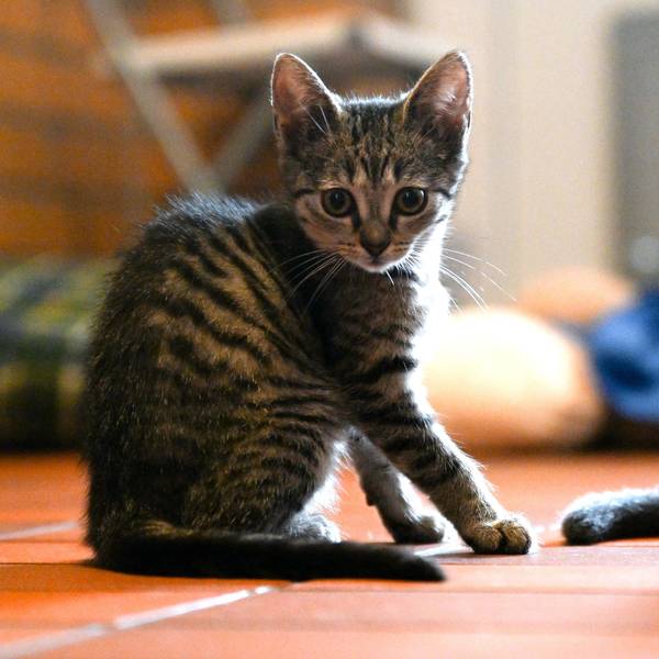 ARCHIV - 15.07.2022, Nordrhein-Westfalen, Leverkusen: Eine Katze sitzt im Tierheim Leverkusen. (zu dpa: «CDU und Grüne wollen Tierheime in NRW stärken») Foto: Federico Gambarini/dpa +++ dpa-Bildfunk +++