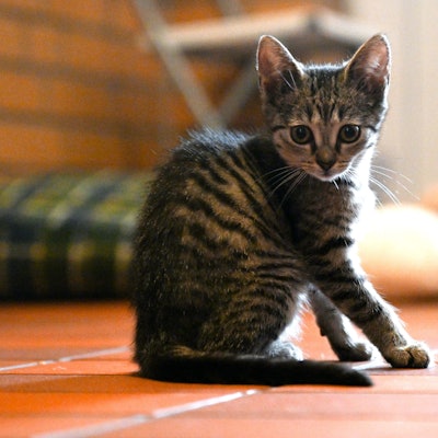 ARCHIV - 15.07.2022, Nordrhein-Westfalen, Leverkusen: Eine Katze sitzt im Tierheim Leverkusen.  (zu dpa: «CDU und Grüne wollen Tierheime in NRW stärken») Foto: Federico Gambarini/dpa +++ dpa-Bildfunk +++