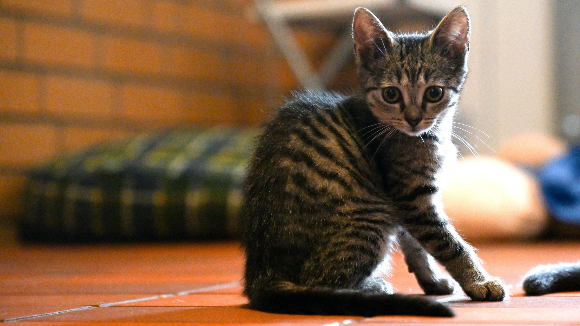 Eine Katze sitzt im Tierheim Leverkusen.