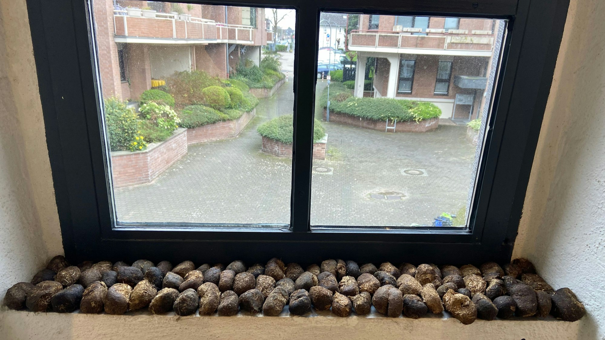 Auf einer Fensterbank liegen getrocknete Pferdeäpfel.