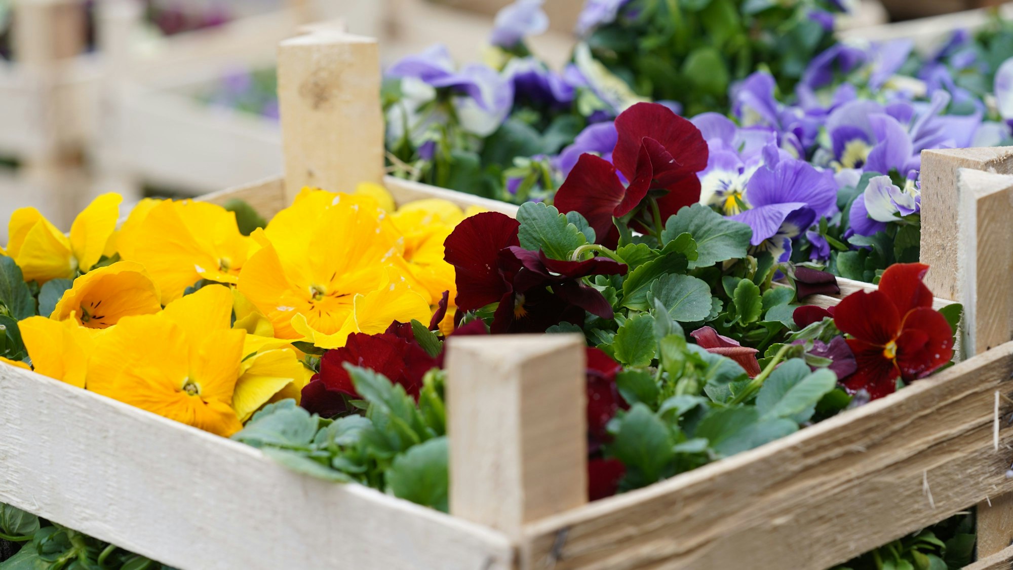 Schlechtes Wetter im Frühjahr und Konsumflaute haben den deutschen Bau- und Gartenfachmärkten 2024 das Geschäft verdorben.