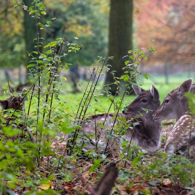 Köln: Das Damwild fühlt sich im Wildpark Dünnwald wohl. Der Wildpark Dünnwald ist ein beliebtes Ausflugsziel. (Archivbild 2023)