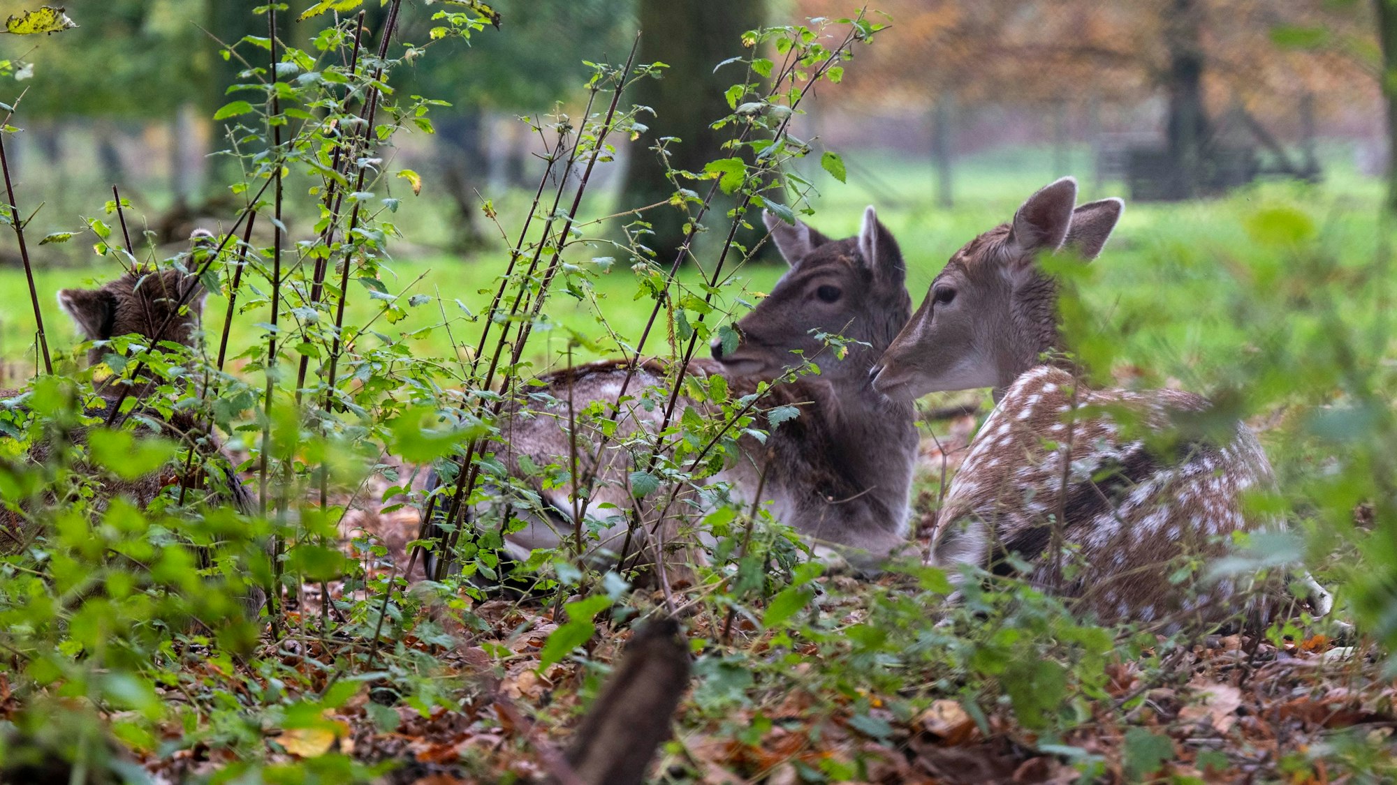 Köln: Das Damwild fühlt sich im Wildpark Dünnwald wohl. Der Wildpark Dünnwald ist ein beliebtes Ausflugsziel. (Archivbild 2023)
