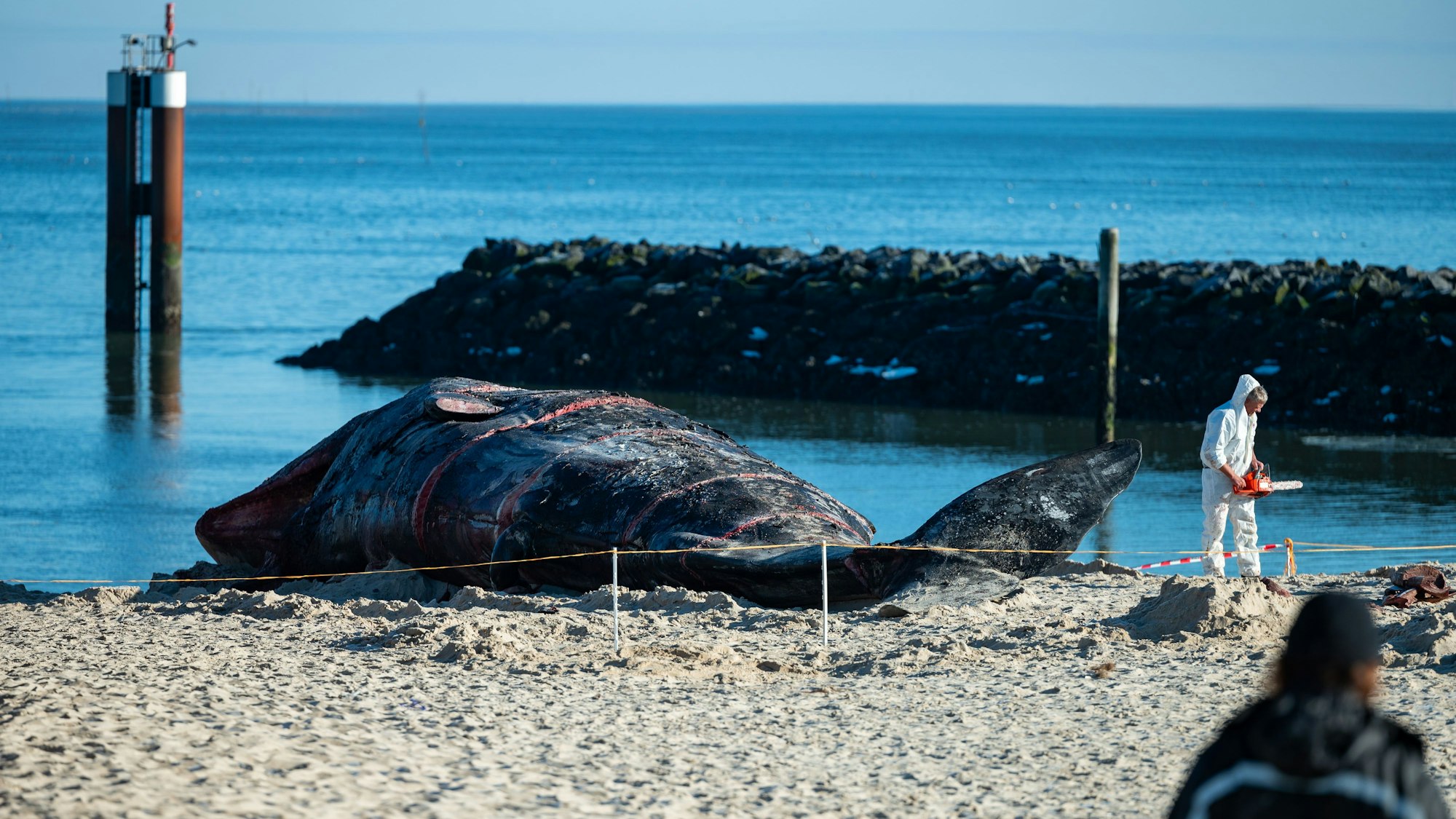 Der Pottwal-Kadaver wurde am Strand mit einer Kettensäge zerlegt und untersucht. Nun steht die Todesursache fest.