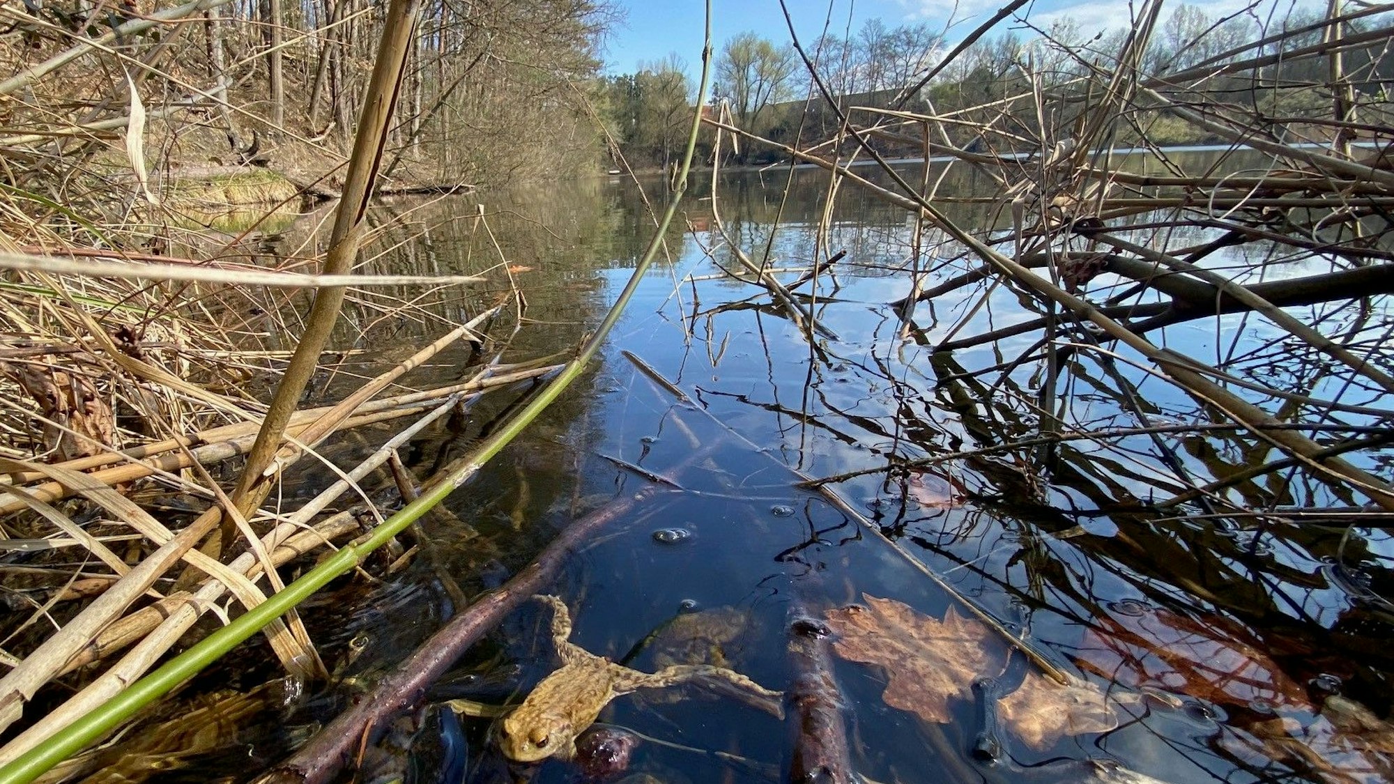 Zu sehen ist eine Kröte, die in dem Ententeich genannten See schwimmt.