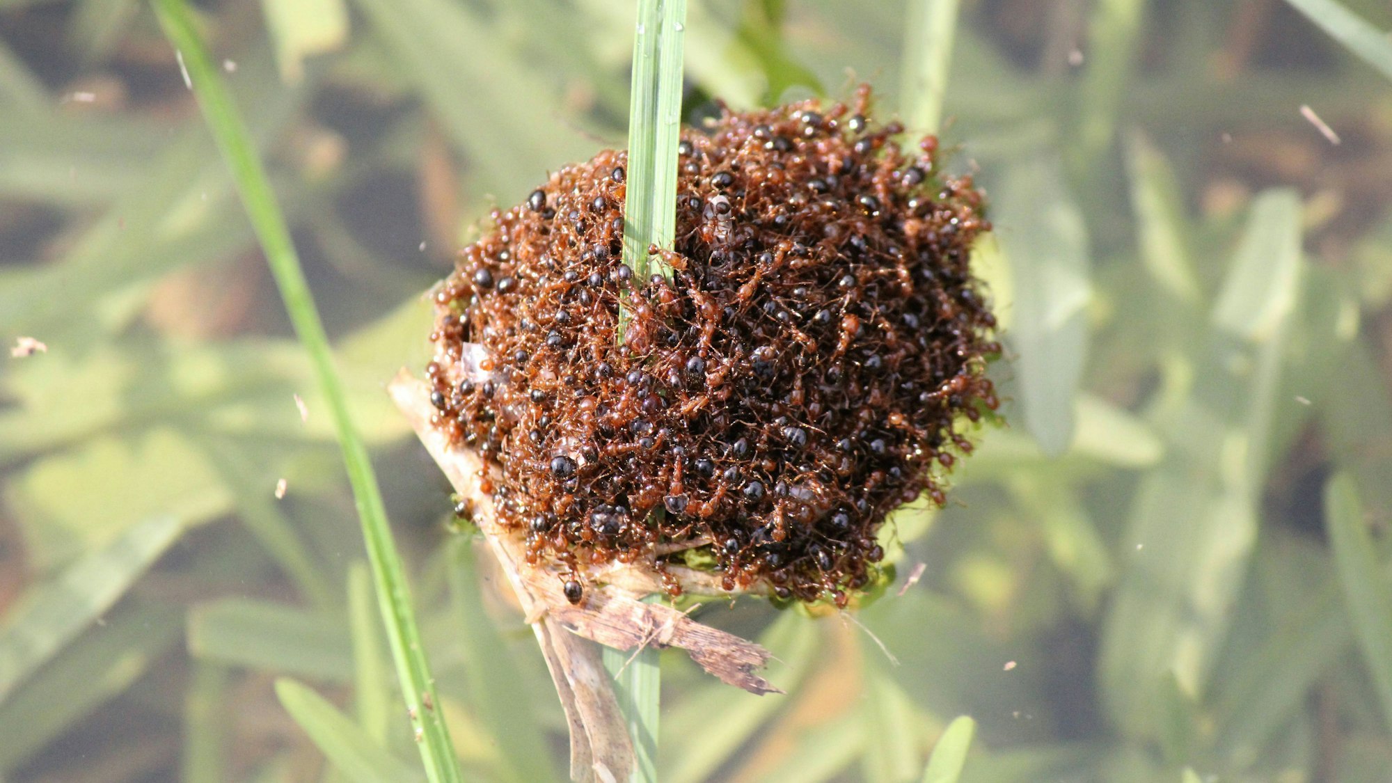 LOGAN RIVER FIRE ANT INFESTATION, A supplied image obtained on Monday, November 25, 2024, shows a Red imported fire ant raft. The Invasive Species Council and Cedar Grove Landcare Group are sounding the alarm over a huge build-up of fire ant infestations along the Logan River, southwest of Brisbane. ACHTUNG: NUR REDAKTIONELLE NUTZUNG, KEINE ARCHIVIERUNG UND KEINE BUCHNUTZUNG BRISBANE QUEENSLAND AUSTRALIA PUBLICATIONxNOTxINxAUSxNZLxPNGxFIJxVANxSOLxTGA Copyright: xSUPPLIEDxBYxINVASIVExSPECIESxCOUNCILx 20241125136341965207