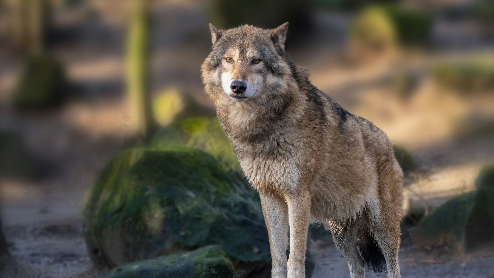 In Deutschland kehren Wölfe in alte Lebensräume zurück Das führt auch in NRW zu Angst und Verärgerung nicht nur bei Viehhaltern. (Symbolbild)