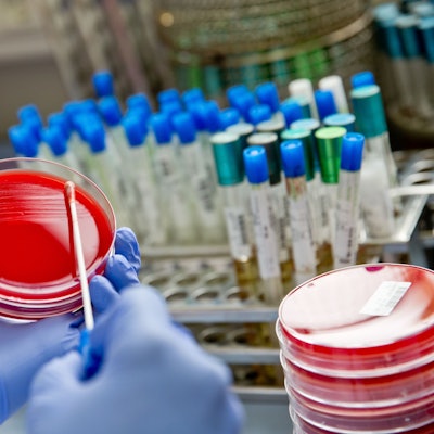 Eine Labormitarbeiterin verstreicht im Diagnostiklabor Untersuchungsmaterial mit einem Abstrichtupfer auf einer Bakterienkulturplatte.